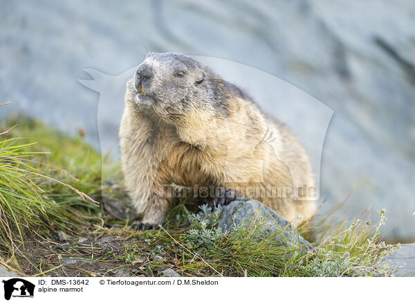 Alpenmurmeltier / alpine marmot / DMS-13642