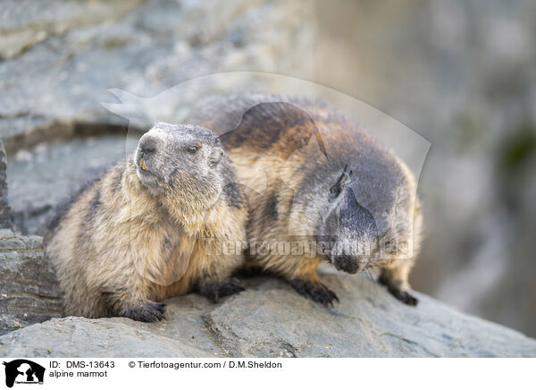 Alpenmurmeltier / alpine marmot / DMS-13643
