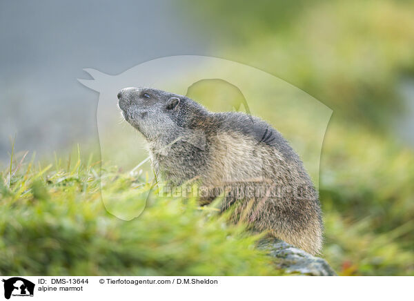 Alpenmurmeltier / alpine marmot / DMS-13644