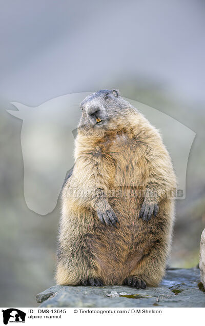 Alpenmurmeltier / alpine marmot / DMS-13645