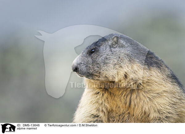 Alpenmurmeltier / alpine marmot / DMS-13646