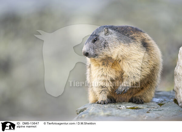 Alpenmurmeltier / alpine marmot / DMS-13647