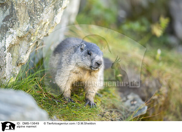 Alpenmurmeltier / alpine marmot / DMS-13649