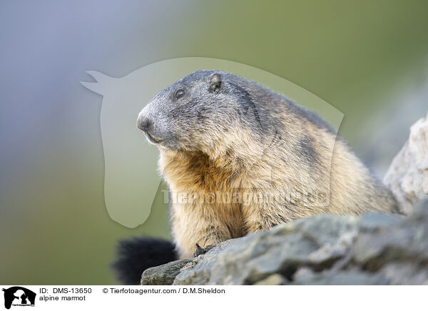 Alpenmurmeltier / alpine marmot / DMS-13650