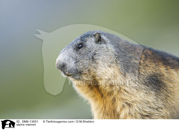 Alpenmurmeltier / alpine marmot / DMS-13651