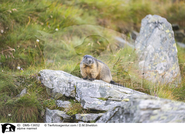 Alpenmurmeltier / alpine marmot / DMS-13652