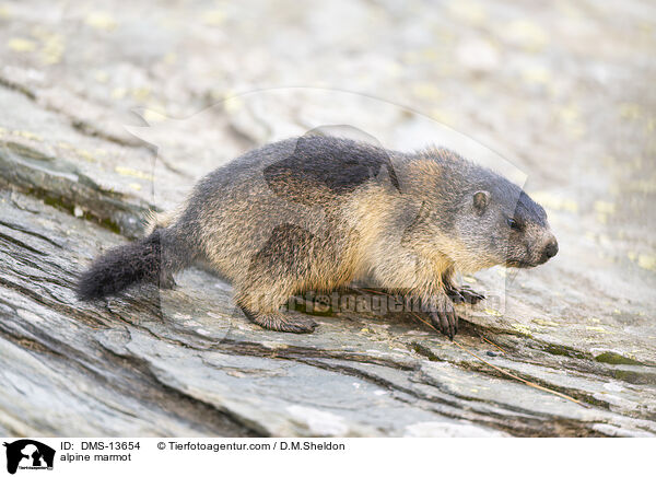 Alpenmurmeltier / alpine marmot / DMS-13654