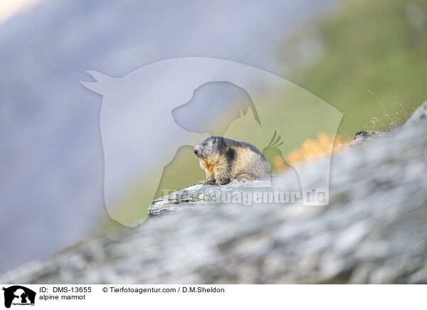 Alpenmurmeltier / alpine marmot / DMS-13655