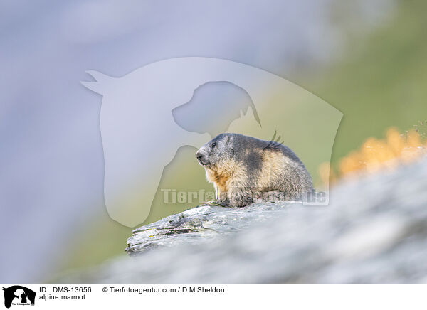 Alpenmurmeltier / alpine marmot / DMS-13656