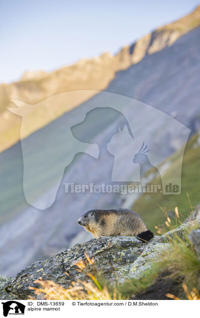Alpenmurmeltier / alpine marmot / DMS-13659