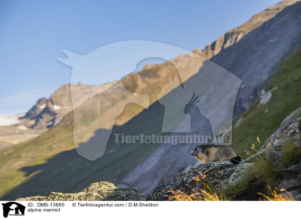 Alpenmurmeltier / alpine marmot / DMS-13660