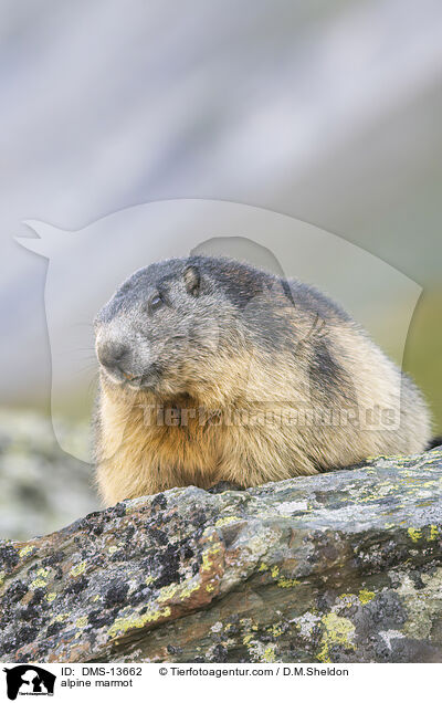Alpenmurmeltier / alpine marmot / DMS-13662