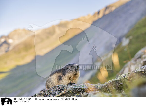 Alpenmurmeltier / alpine marmot / DMS-13664