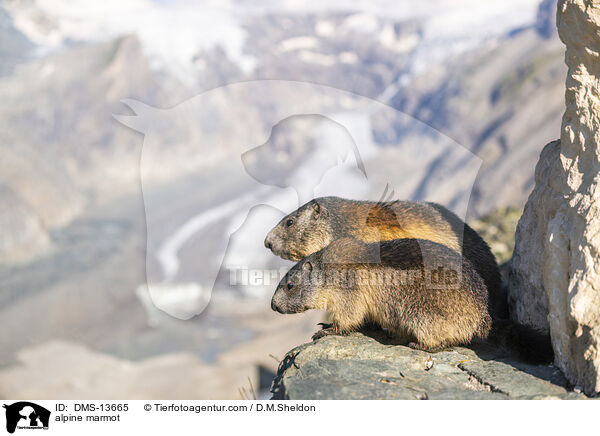 Alpenmurmeltier / alpine marmot / DMS-13665