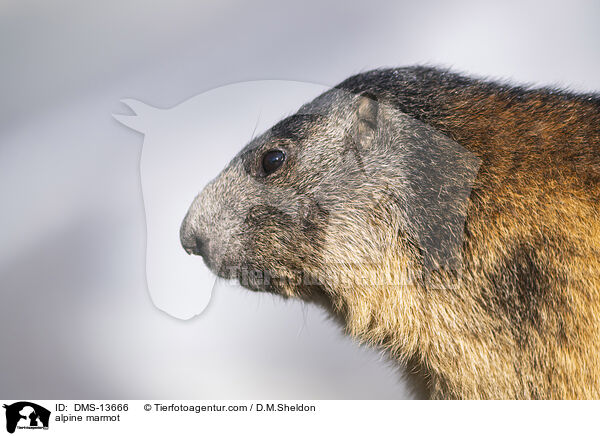 Alpenmurmeltier / alpine marmot / DMS-13666