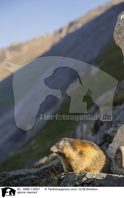 Alpenmurmeltier / alpine marmot / DMS-13667