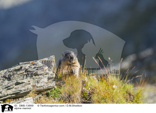 Alpenmurmeltier / alpine marmot / DMS-13669