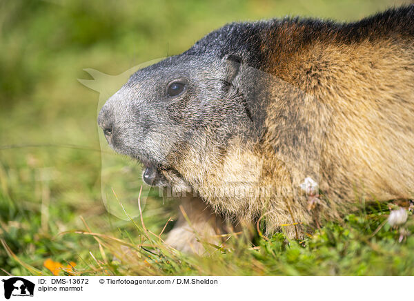 Alpenmurmeltier / alpine marmot / DMS-13672