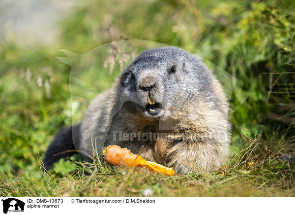 Alpenmurmeltier / alpine marmot / DMS-13673