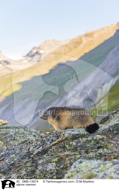 Alpenmurmeltier / alpine marmot / DMS-13674