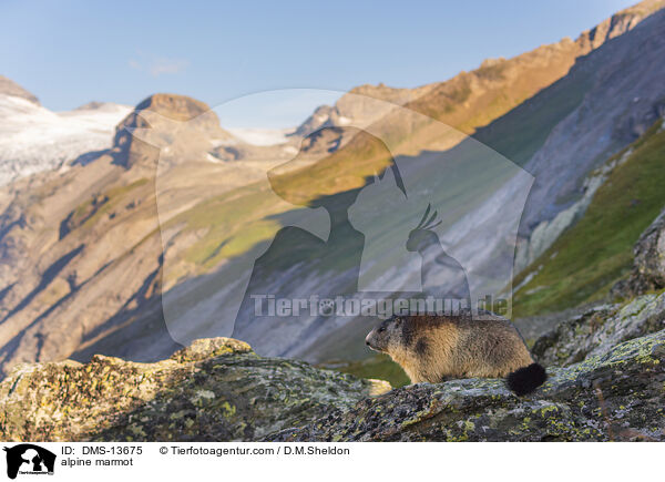 Alpenmurmeltier / alpine marmot / DMS-13675