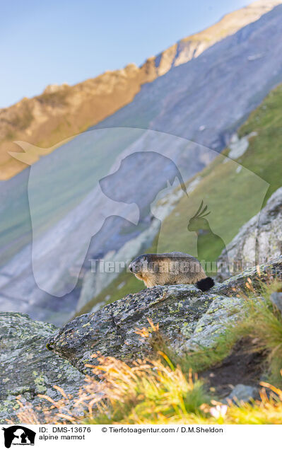 Alpenmurmeltier / alpine marmot / DMS-13676