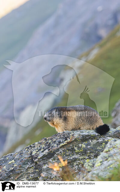 Alpenmurmeltier / alpine marmot / DMS-13677