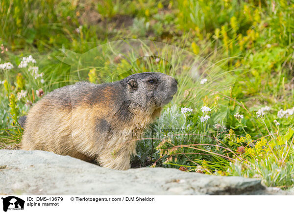 Alpenmurmeltier / alpine marmot / DMS-13679