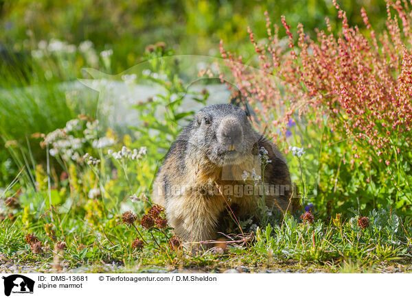 Alpenmurmeltier / alpine marmot / DMS-13681