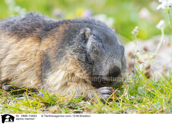 Alpenmurmeltier / alpine marmot / DMS-13682
