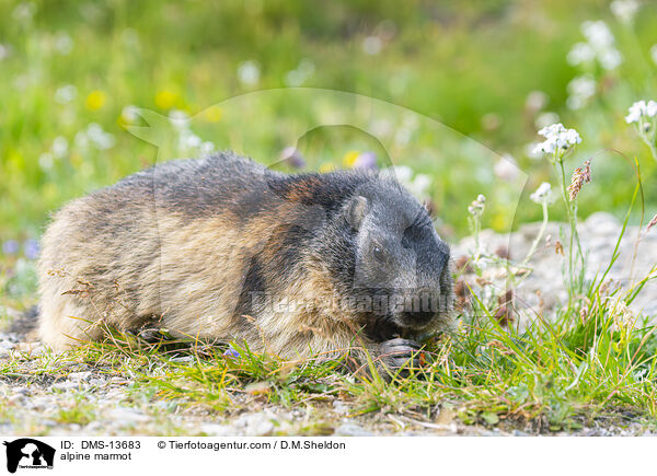 Alpenmurmeltier / alpine marmot / DMS-13683