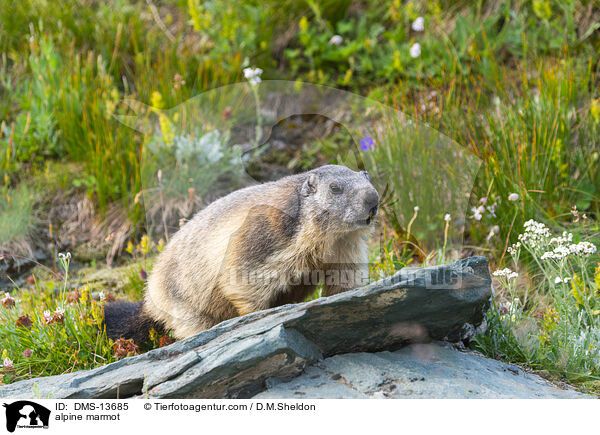 Alpenmurmeltier / alpine marmot / DMS-13685