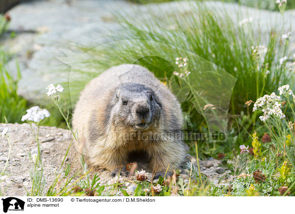 Alpenmurmeltier / alpine marmot / DMS-13690