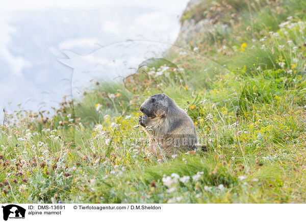 Alpenmurmeltier / alpine marmot / DMS-13691