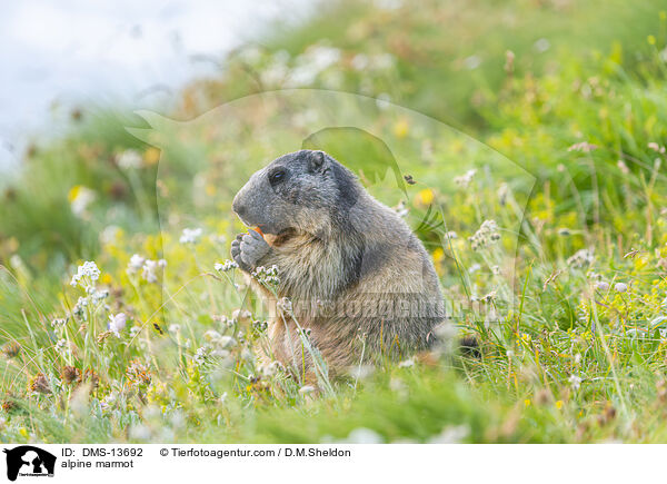 Alpenmurmeltier / alpine marmot / DMS-13692