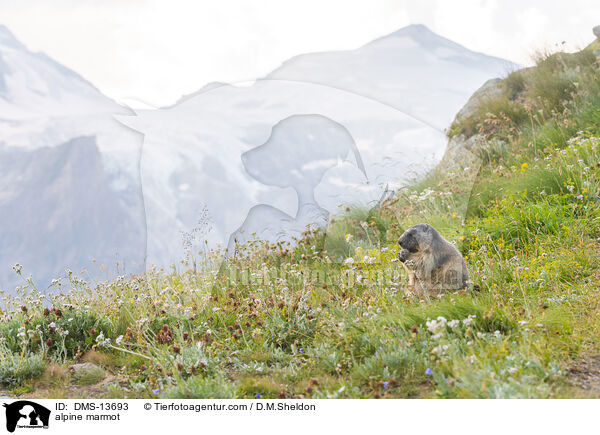 Alpenmurmeltier / alpine marmot / DMS-13693