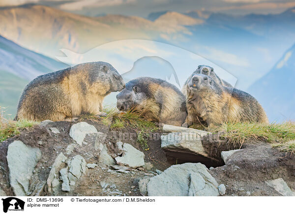 Alpenmurmeltier / alpine marmot / DMS-13696