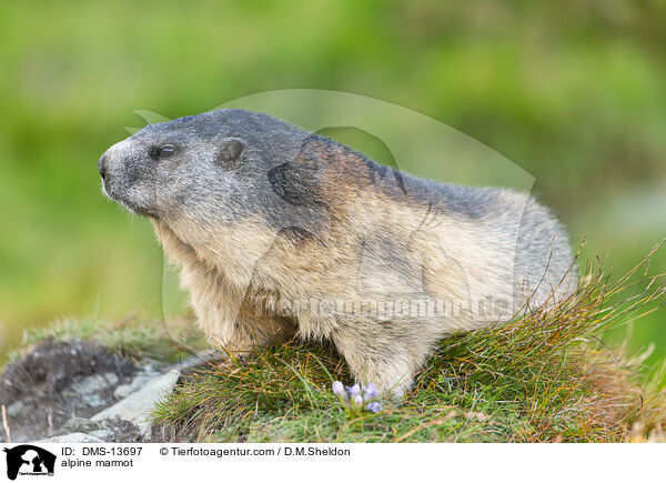 Alpenmurmeltier / alpine marmot / DMS-13697
