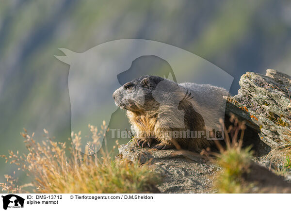 Alpenmurmeltier / alpine marmot / DMS-13712
