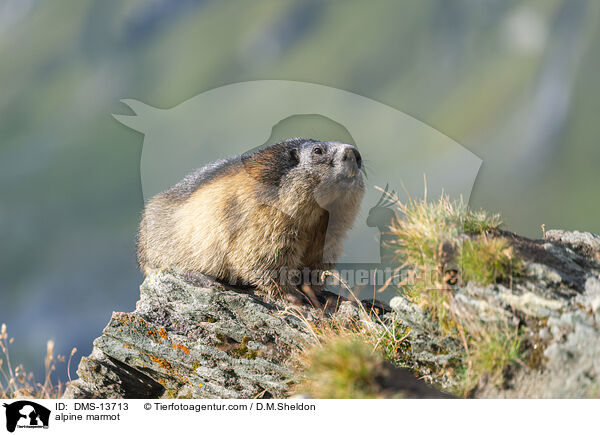 Alpenmurmeltier / alpine marmot / DMS-13713