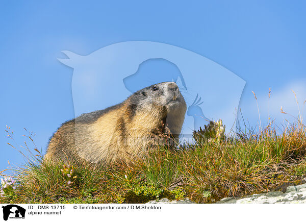 Alpenmurmeltier / alpine marmot / DMS-13715