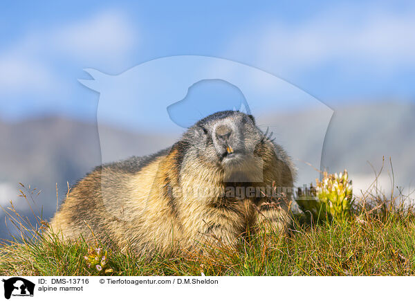 Alpenmurmeltier / alpine marmot / DMS-13716