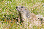 Alpine marmot