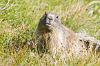 Alpine marmot