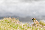 Alpine marmot