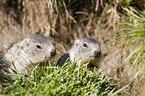 Alpine marmots