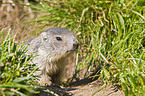 Alpine marmot