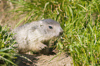 Alpine marmot