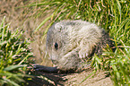 Alpine marmot