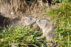 Alpine marmots
